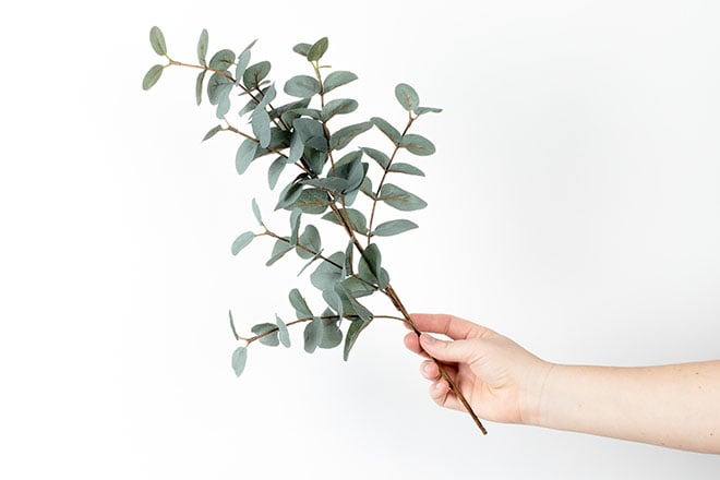 Hand offering olive branch