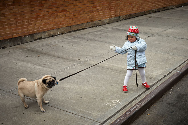 A small girl leads a pug into the street